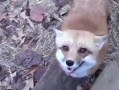 狐狸在线观看910,揭秘神秘狐狸的奇幻之旅