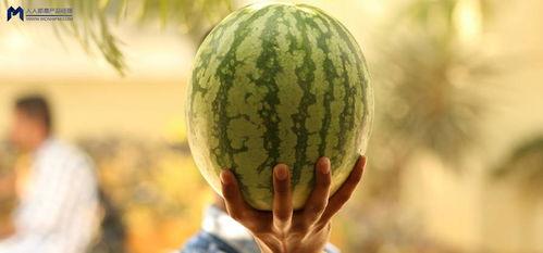 在哪里可以吃娱乐圈的瓜,揭秘各大热门餐厅的独家瓜料