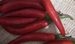 红辣椒在线观看神马