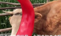 红辣椒在线观看神马