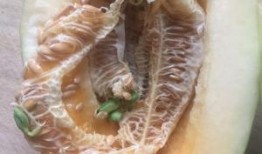 甜瓜概念爆料视频大全集,揭秘甜蜜背后的故事