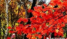 老电影枫树湾在线观看