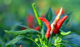 红辣椒在线观看神马