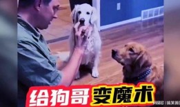 网红狗哥爆料吃瓜视频,揭秘吃瓜视频背后的惊人真相！