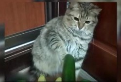 小猫吃瓜爆料视频,萌态可掬萌翻网友