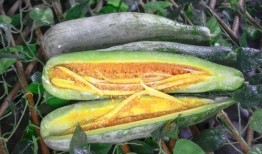 留学圈网红吃瓜,揭秘那些背后的“吃瓜”故事