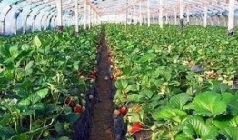 大棚草莓爆料视频,揭秘草莓生长全过程