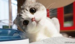 小猫吃瓜爆料视频,萌态可掬萌翻网友