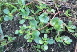 青草视频在线观看视频,畅享在线视听盛宴，尽览精彩瞬间