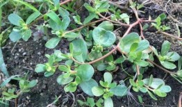 青草视频在线观看视频,畅享在线视听盛宴，尽览精彩瞬间