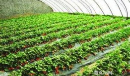 大棚草莓爆料视频,揭秘草莓生长全过程