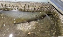 鳄雀鳝最新爆料图片视频,最新图片视频揭秘神秘生物